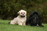 LHASSA APSO 163